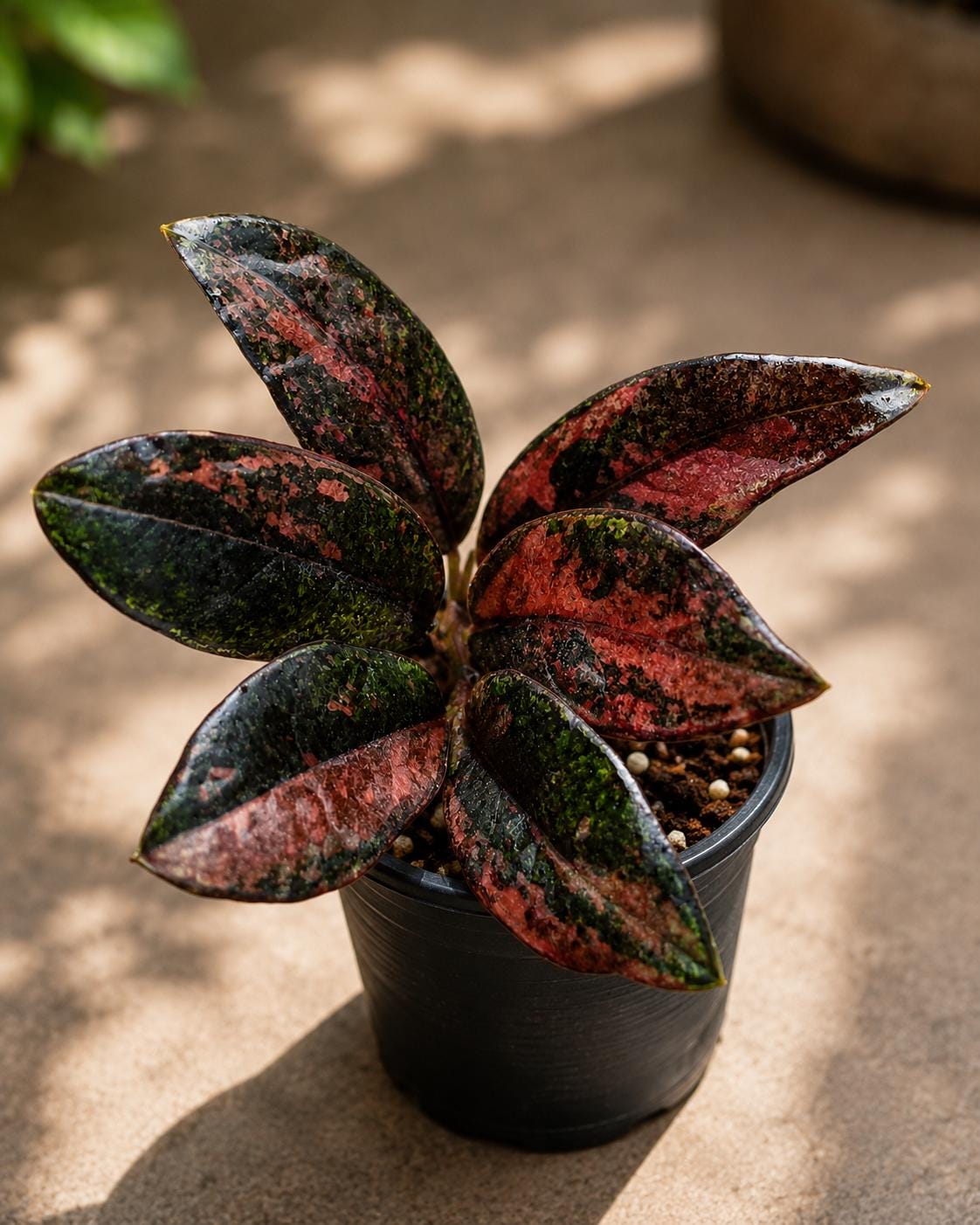 Alternate Angle of Variegated ZZ Black Leaf Plant with Pink Spots, Dark Indoor Houseplant, Easy Care Potted Plant for Home or Office Decor Gift, highlighting its zz plant look and listing presentation