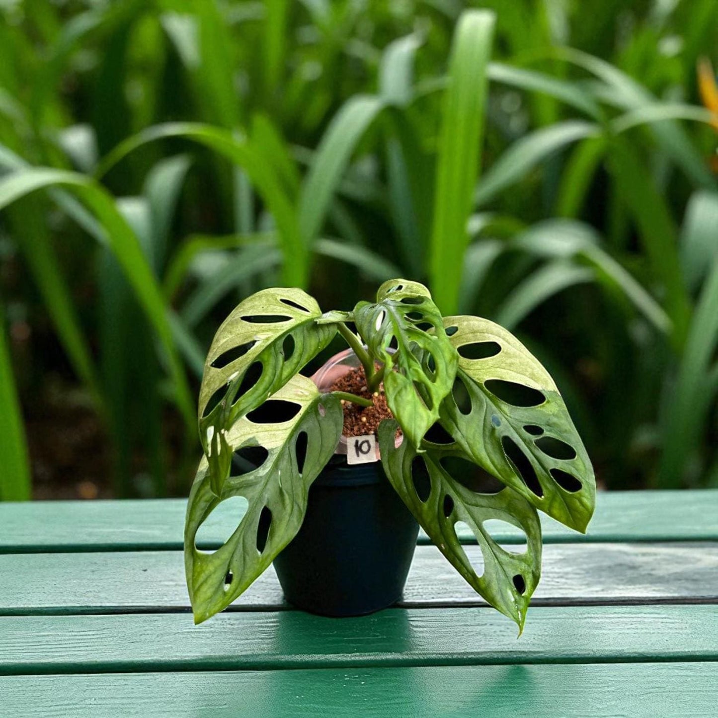 indoor plants