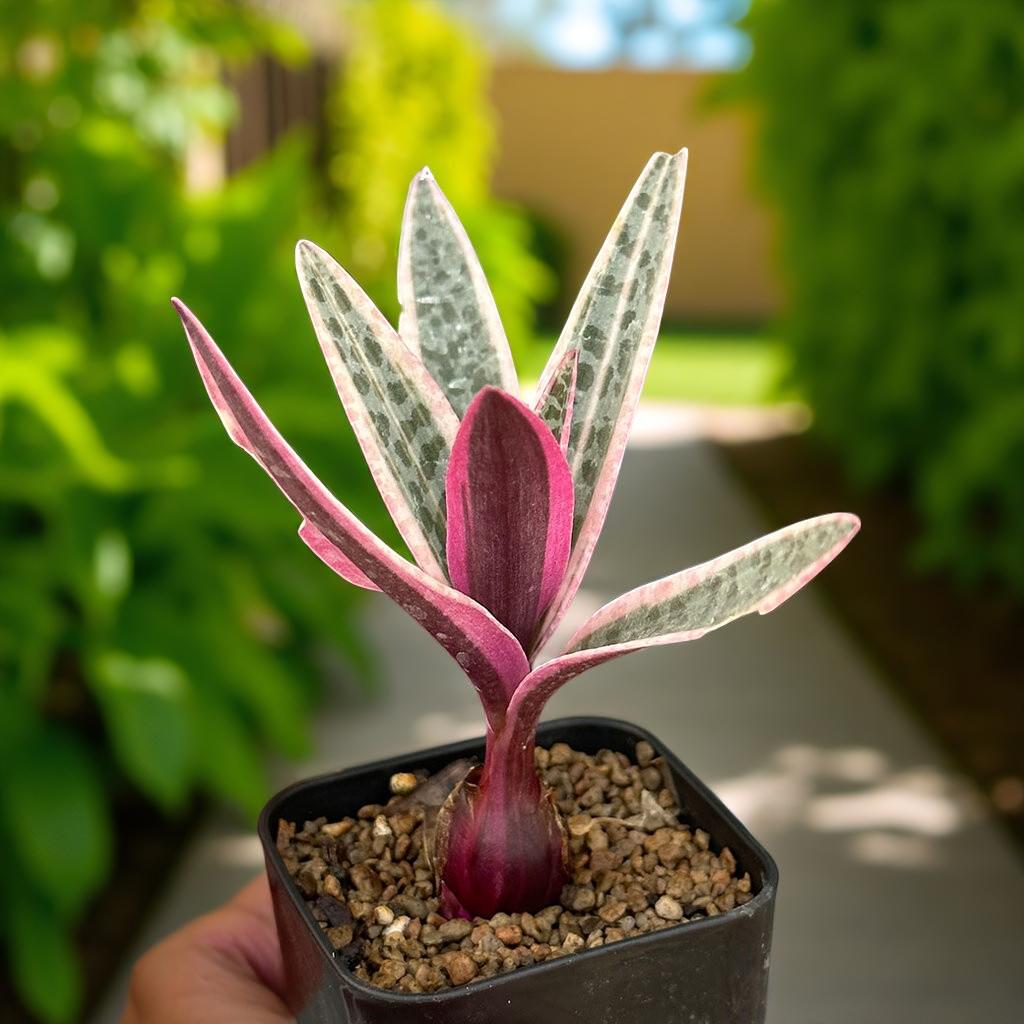 ledebouria socialis violacea