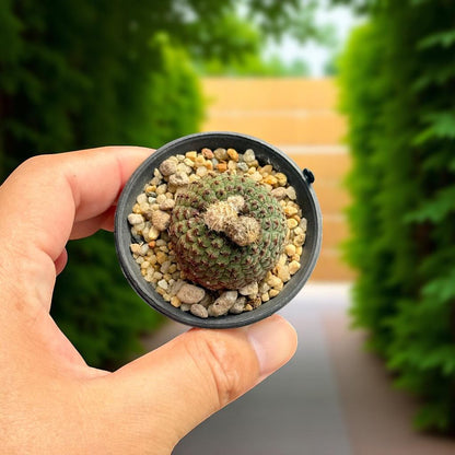 mini cactus indoor plant