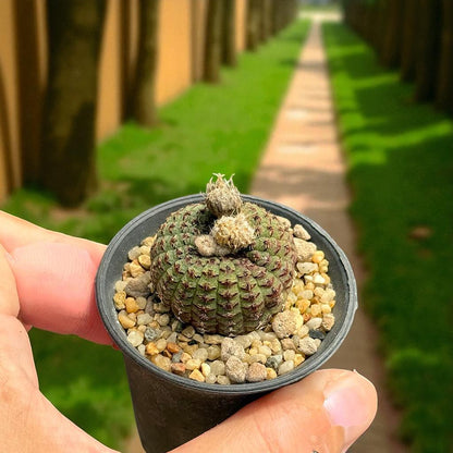 mini cactus plant