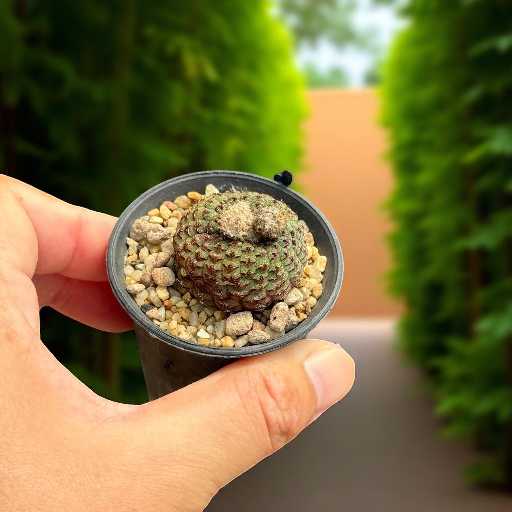  mini cactus plants in pots 