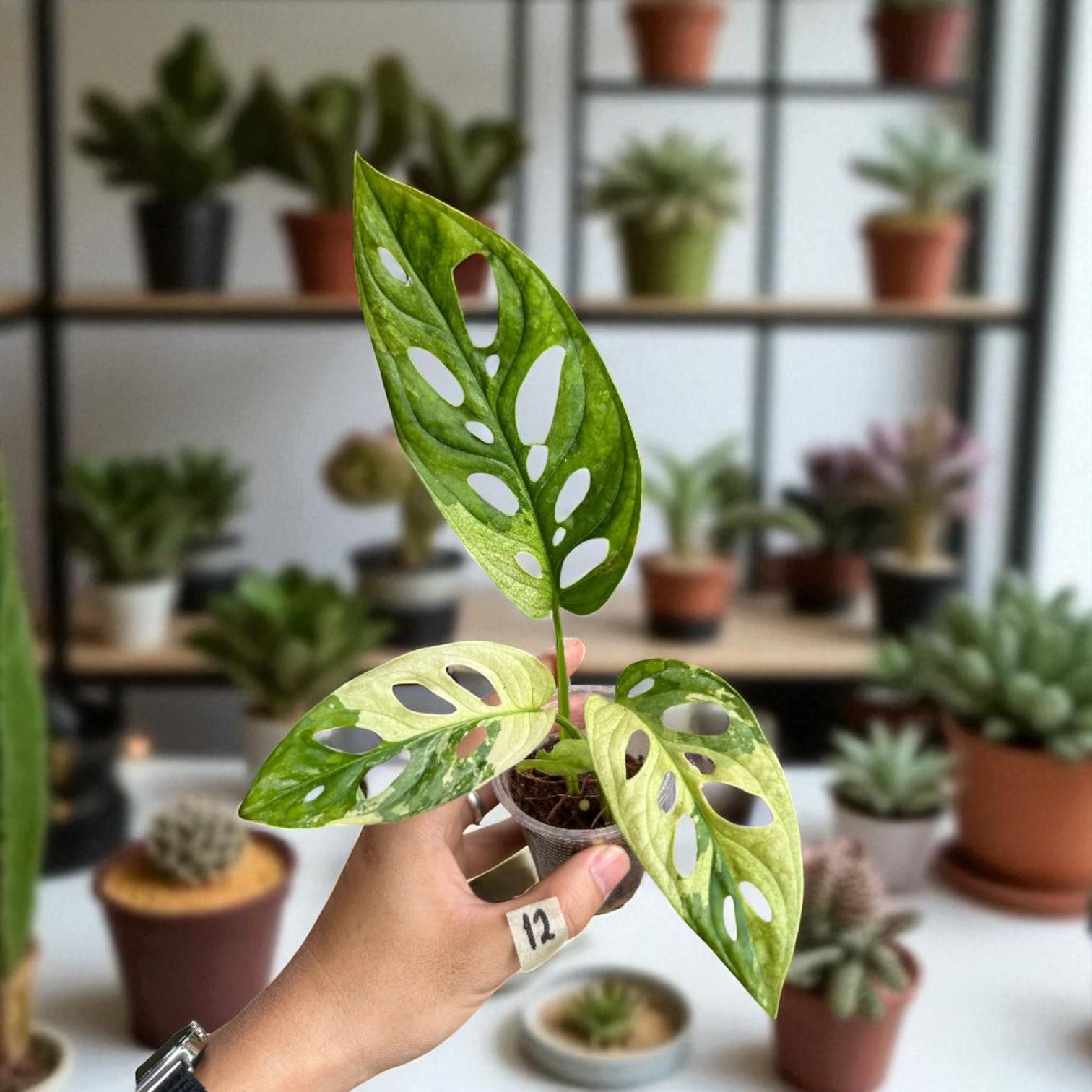 monstera adansonii albo variegated
