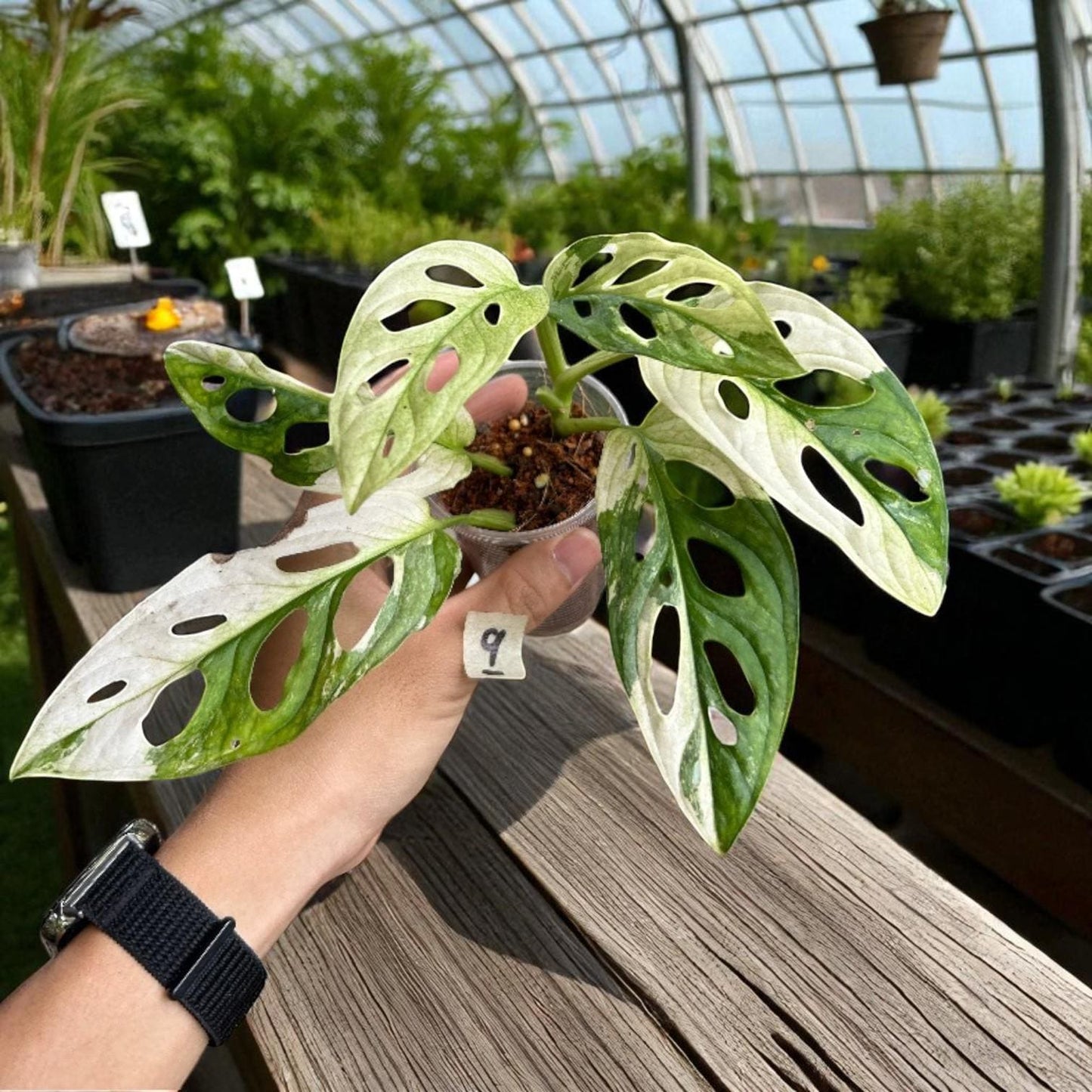 monstera adansonii mint variegated