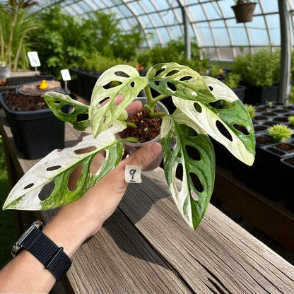 monstera adansonii mint variegated