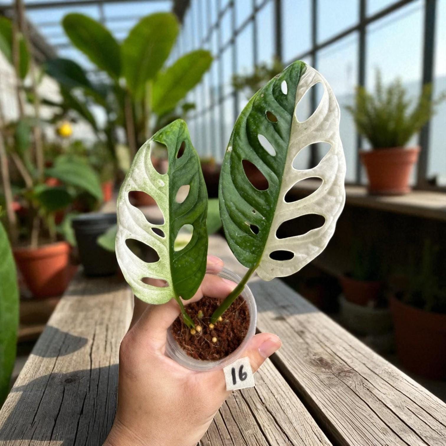 monstera adansonii variegated