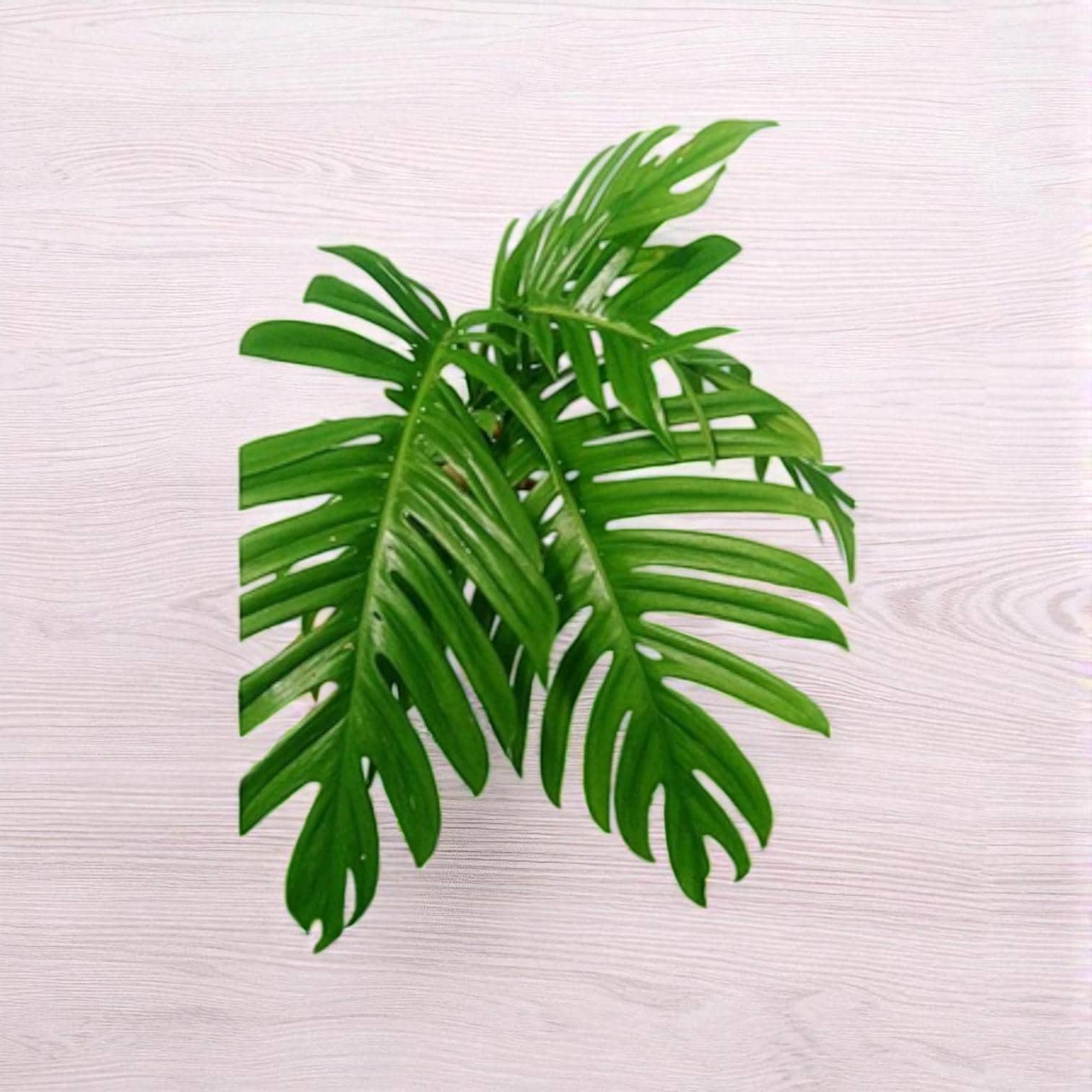 monstera cutting