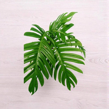 monstera cutting