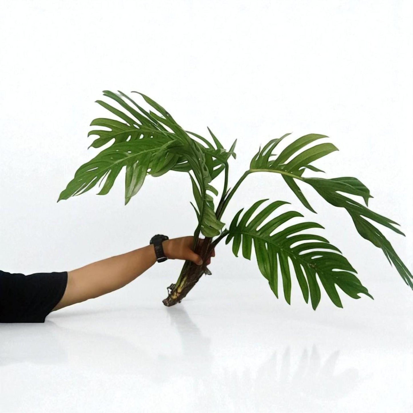 monstera cuttings