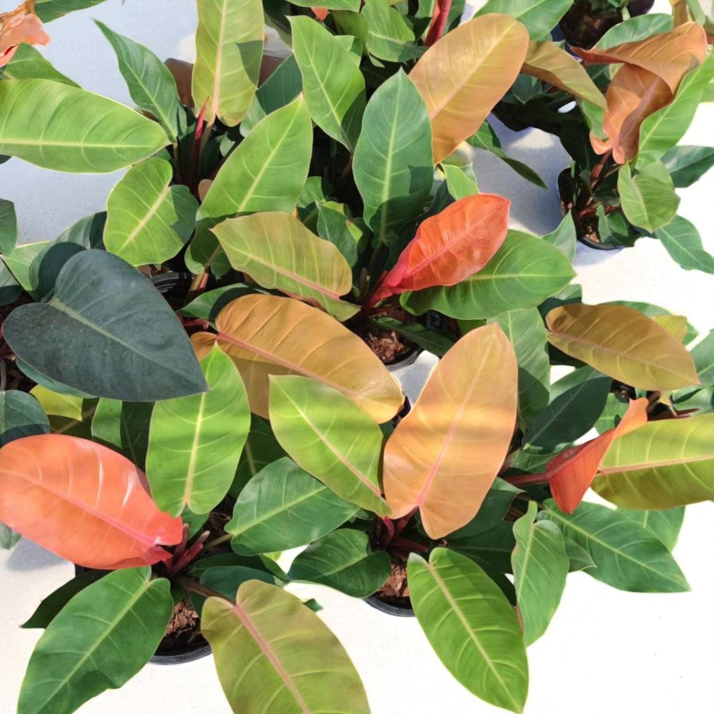 philodendron golden melinonii
