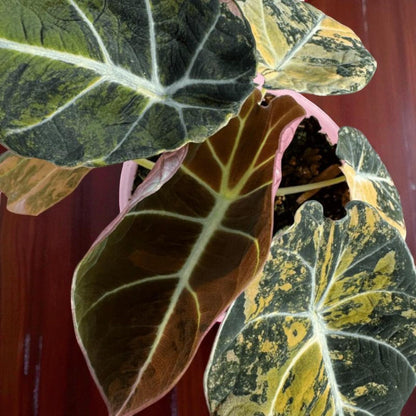 pink black velvet alocasia