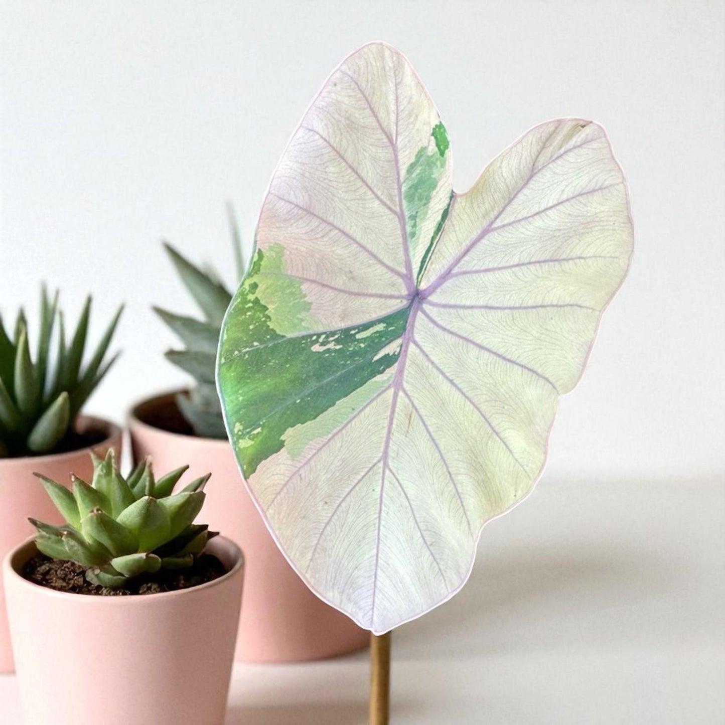 pink sapphire colocasia