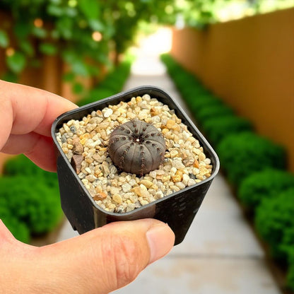 rare Frailea cactus