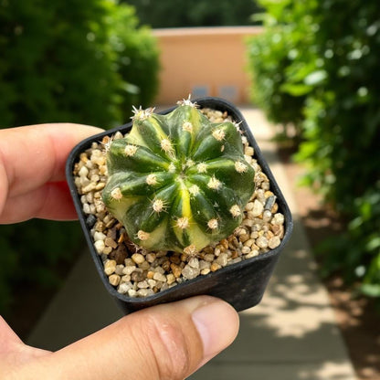 Alt Tag: variegated echinopsis cactus in small black pot, rare variegated Echinopsis succulent indoor plant gift for collectors