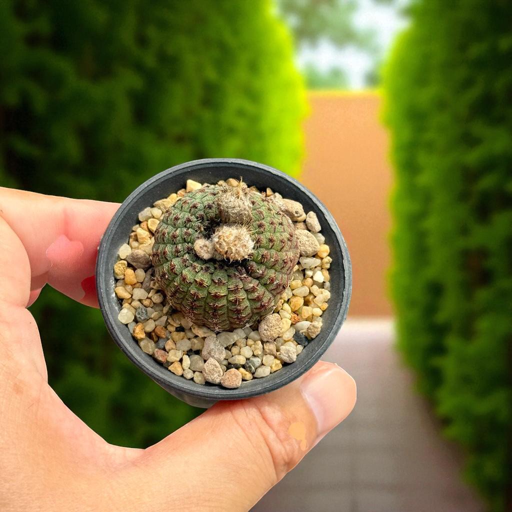 small indoor cactus