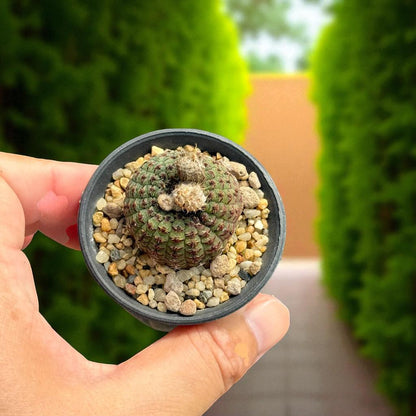 small indoor cactus