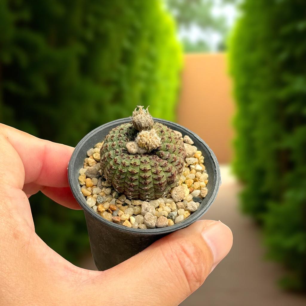 succulent plant