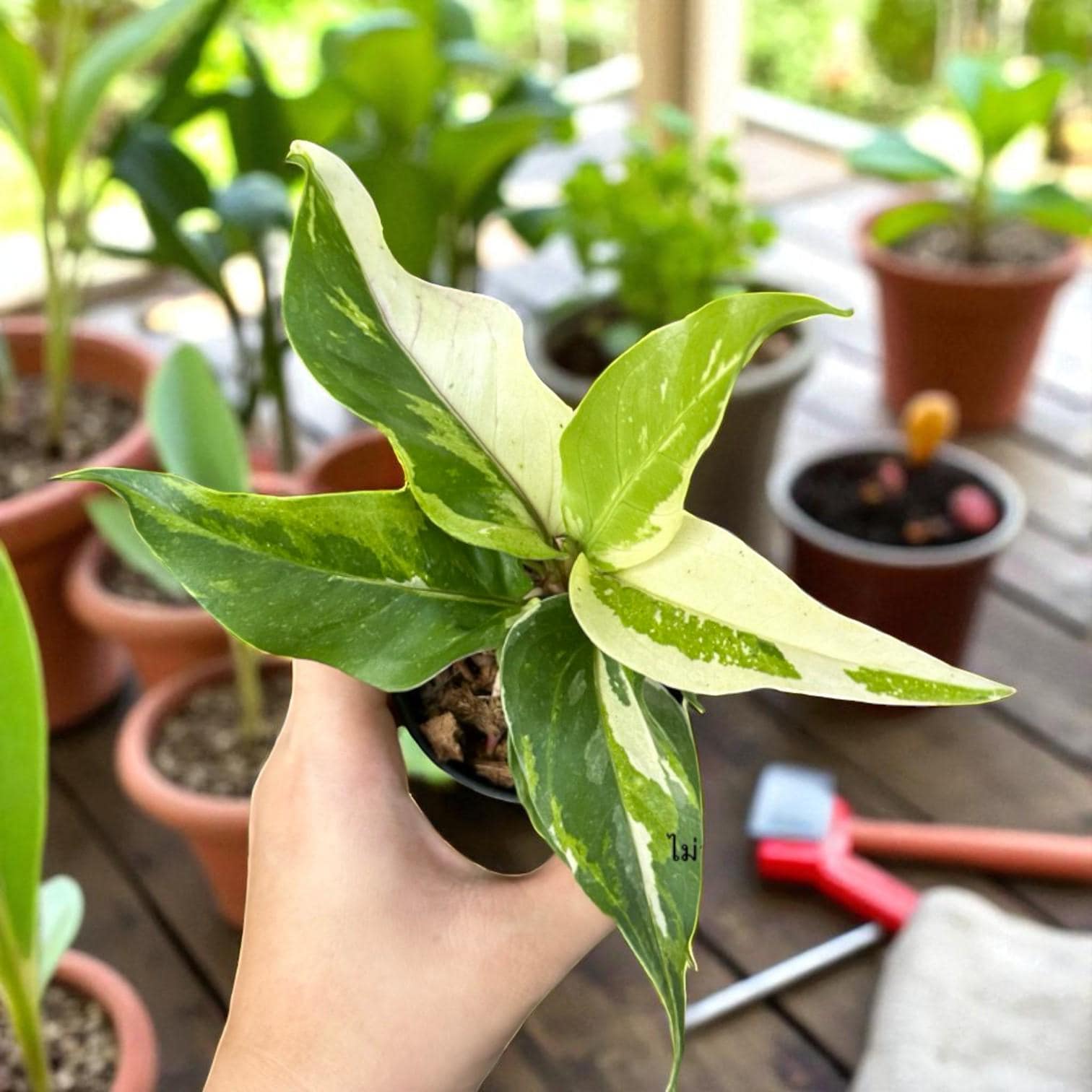 variegated lucky bamboo
