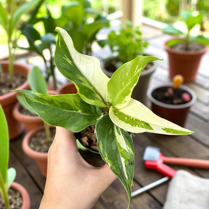variegated lucky bamboo
