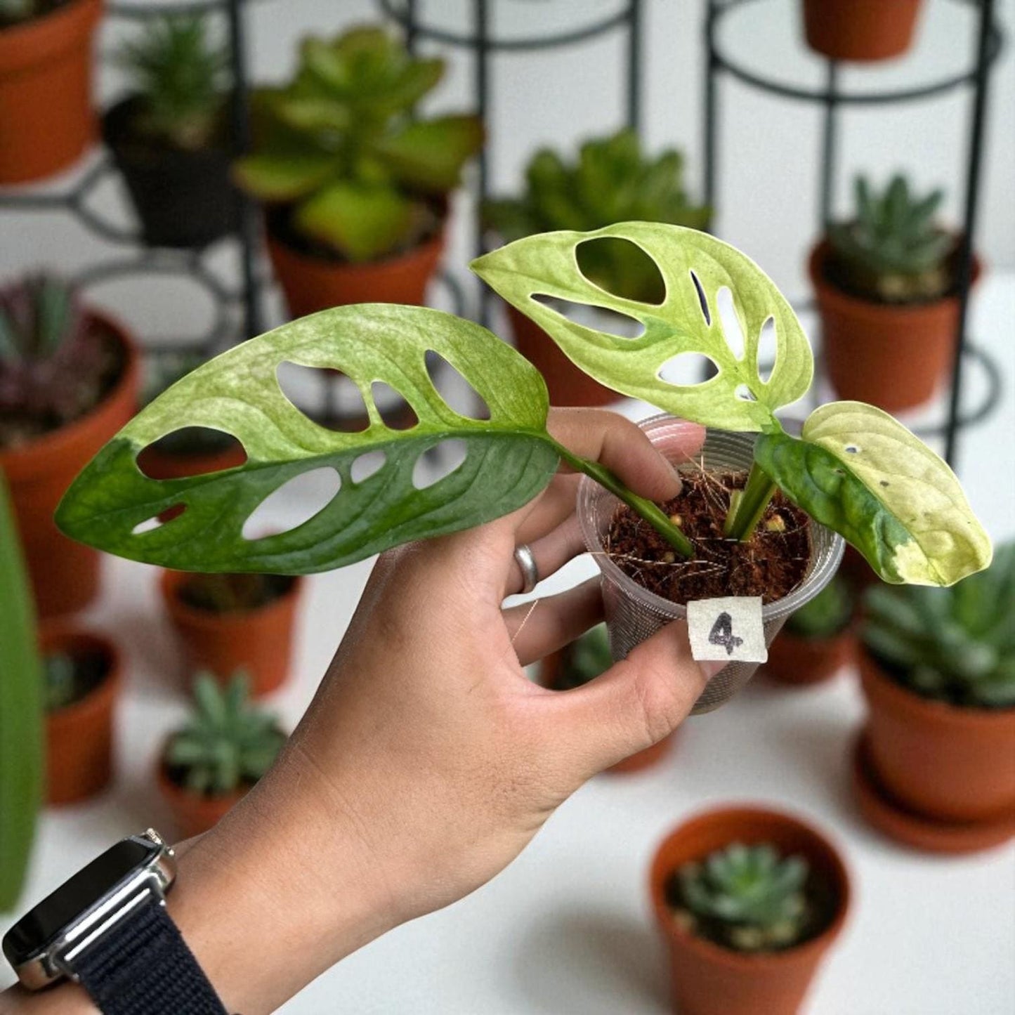 variegated monstera adansonii